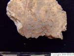 L_V20d5049 A16.78 R827 lR ta fragment of parietal with possible burning.JPG L_V20d5049 A16.78 R827 lR ta fragment of parietal with possible burning